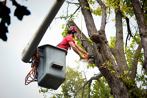 Reliable Progreso, TX Tree Removal and Landscaping Services Solutions